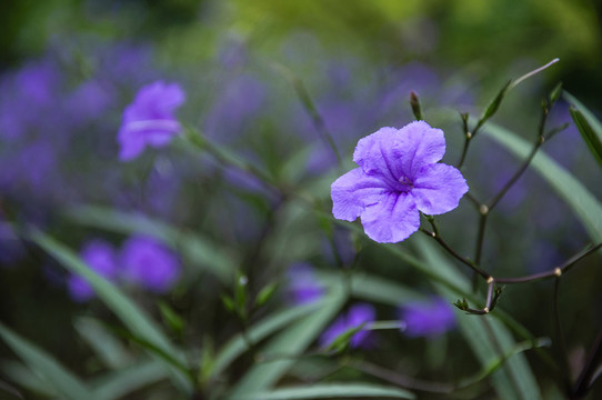 藍(lán)花草 翠蘆莉