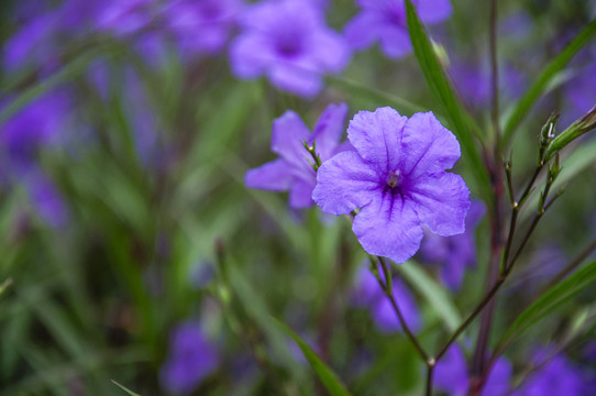藍(lán)花草 翠蘆莉
