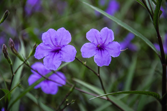 藍花草 翠蘆莉