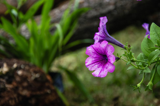 藍(lán)花草 翠蘆莉