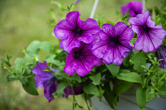 藍(lán)花草 翠蘆莉