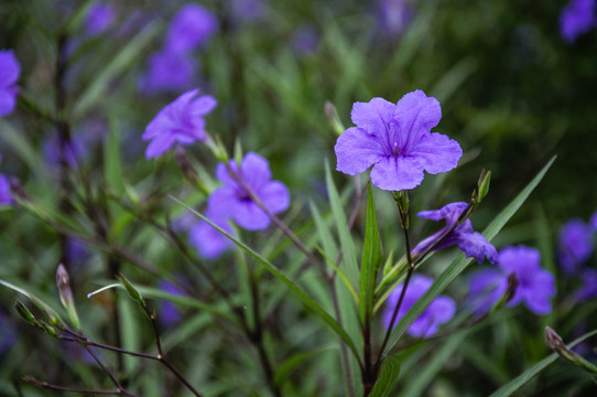 藍(lán)花草 翠蘆莉