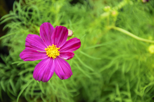 格桑花