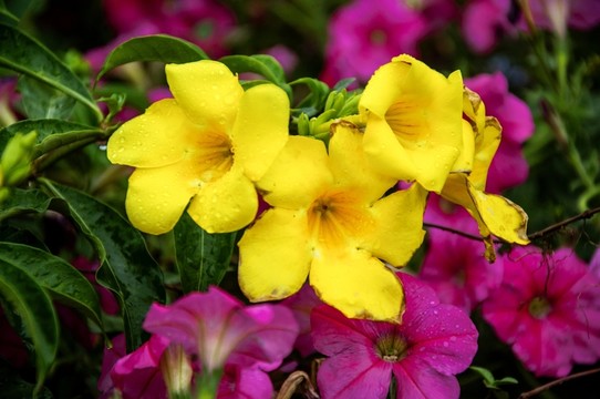 黃蟬花
