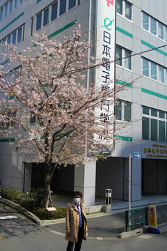 日本 街景 櫻花