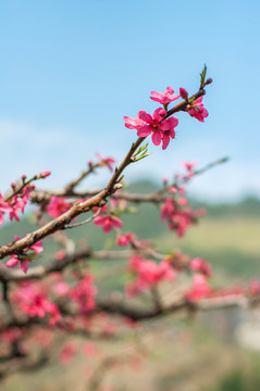 桃花