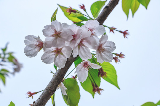 櫻花樹枝