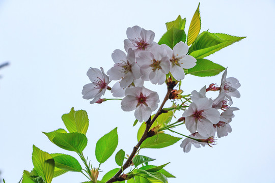 櫻花綻放 櫻花樹 櫻花樹枝 花