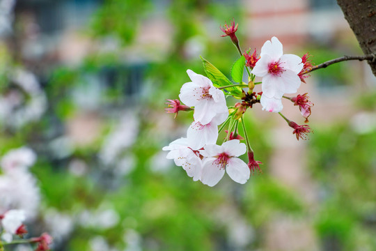 櫻花綻放 櫻花樹 櫻花樹枝 花