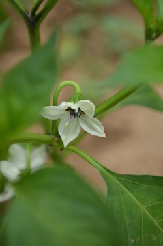 辣椒花