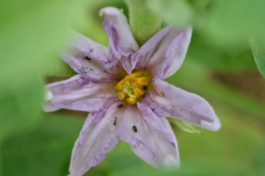 茄子花