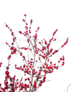紅梅枝