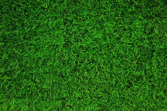 綠植墻