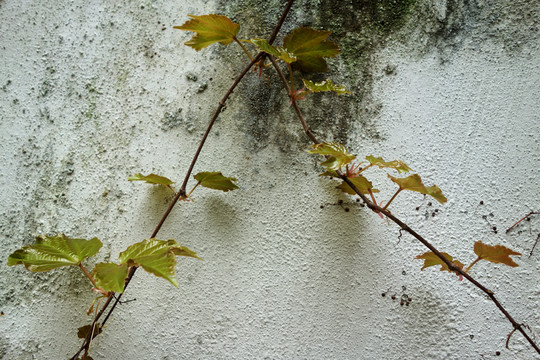 綠植墻