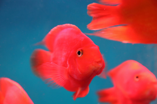 紅色魚
