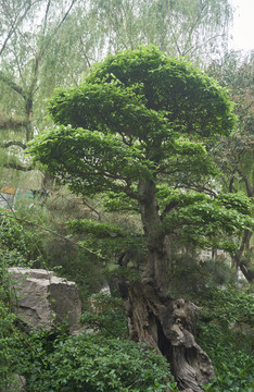 趵突泉公園