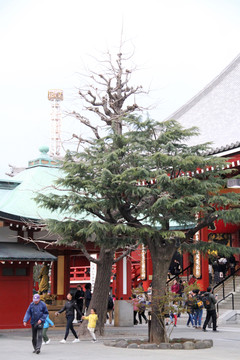 東京淺草寺