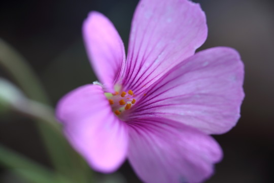 綻放的野花