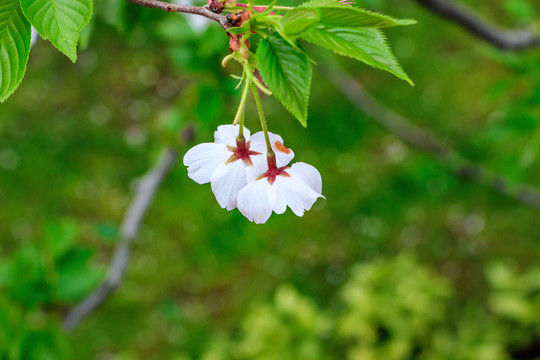 櫻花素材 櫻花展 櫻花圖片