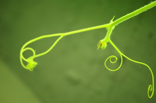 瓜蔓