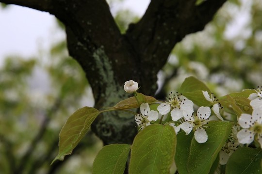 雨霧中盛開的梨花