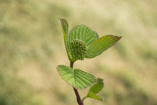 綠色植物特寫