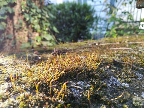 沐浴著陽(yáng)光的苔蘚