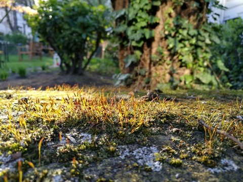沐浴著陽(yáng)光的苔蘚