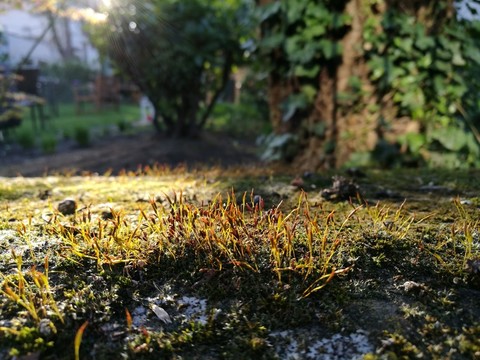 沐浴著陽(yáng)光的苔蘚