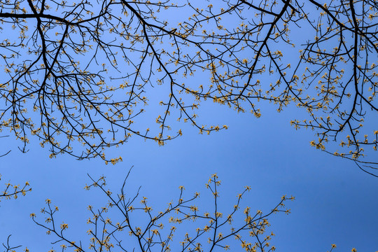 樹木樹枝 嫩芽