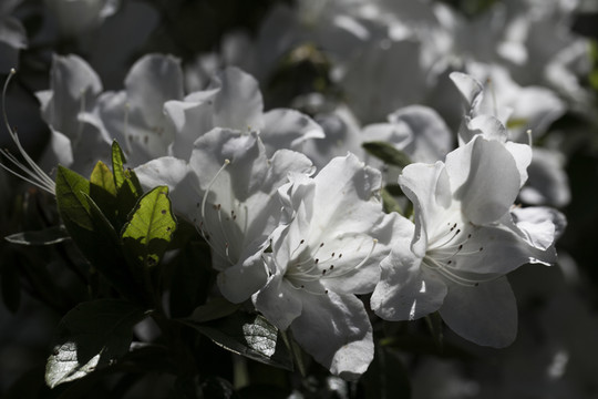 杜鵑花