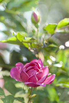 薔薇