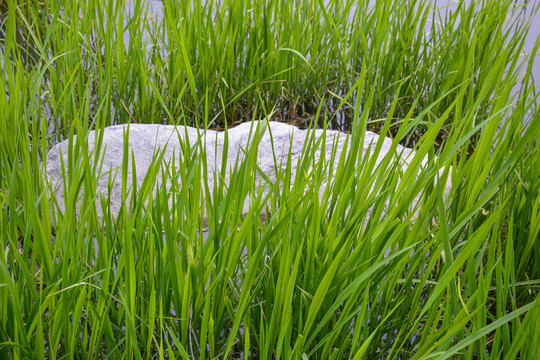 青青河邊草