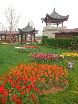 公園郁金香
