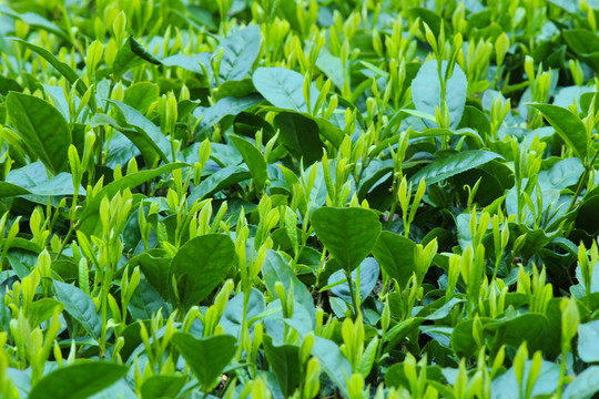 茶葉背景 綠茶背景 龍井茶 茶