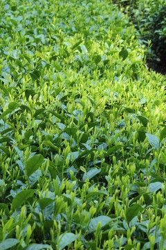 茶葉背景 綠茶背景 龍井茶 茶