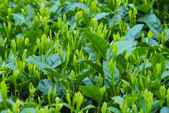 茶葉背景 綠茶背景 龍井茶