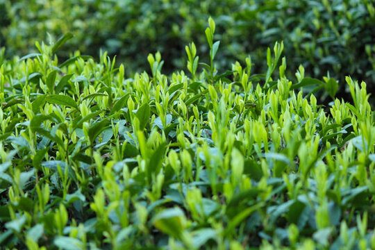 茶葉背景 綠茶背景 龍井茶
