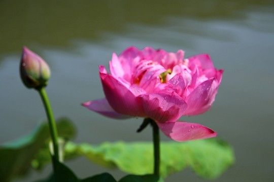 荷花