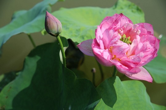 蓮花