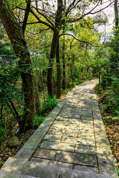 下山的路