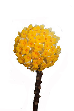 結(jié)香花