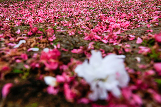 地上的花瓣