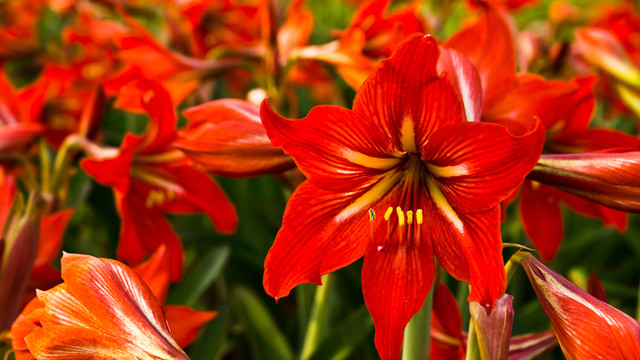 紅花