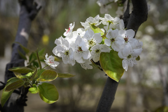 梨花高清圖