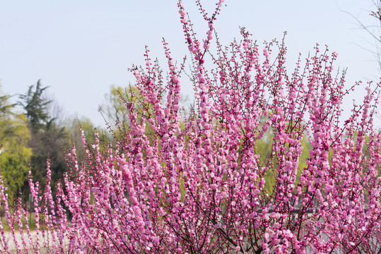 梅花花枝