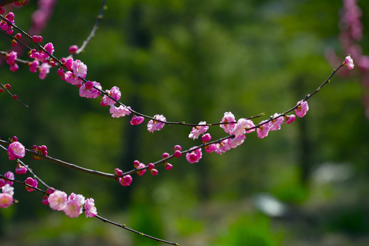 粉紅梅花