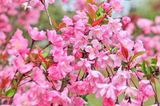 海棠花盛開 春天公園