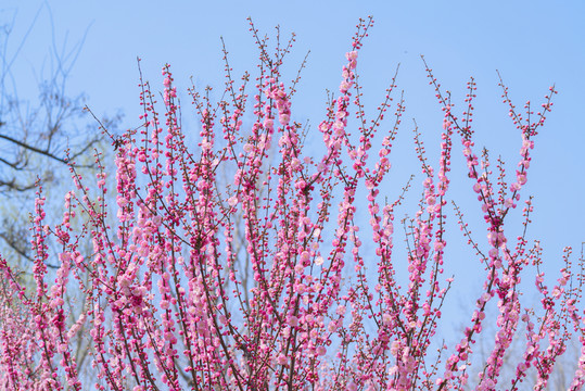 粉紅梅花