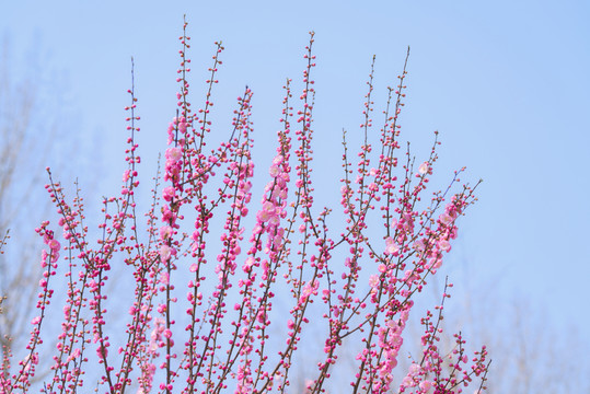 粉紅梅花